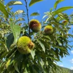 六右衛門栗園【公式】